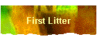First Litter